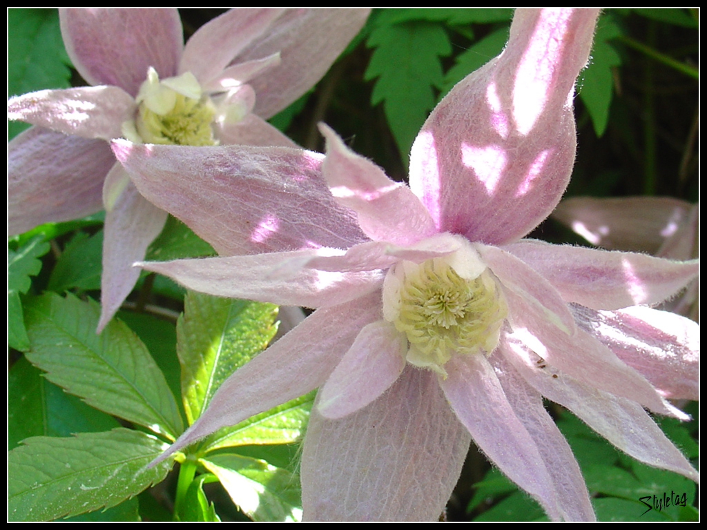 fluffblomma.jpg