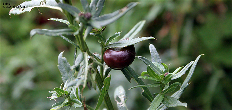 050824_snigel.jpg