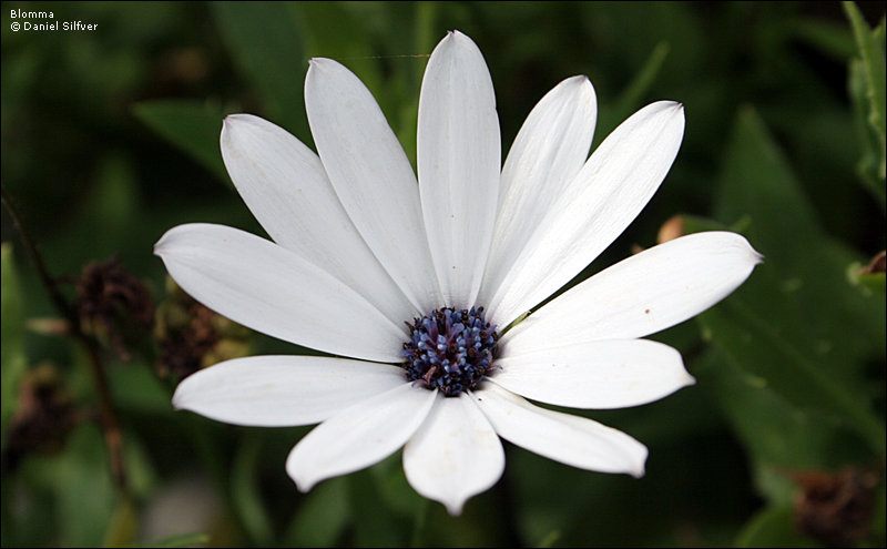 050824_blomma.jpg