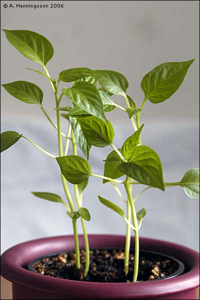 paprika.jpg
