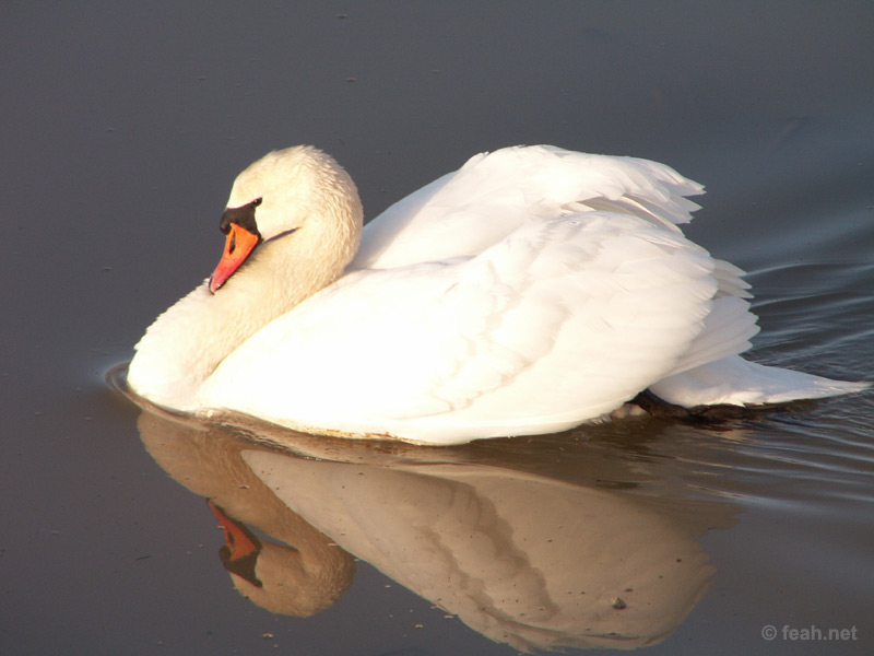 swan.jpg