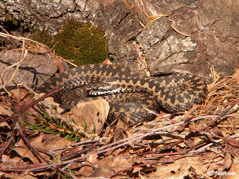 adder.jpg