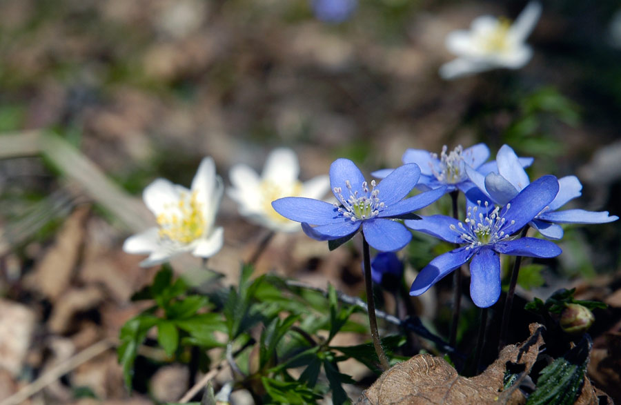 blomma.jpg