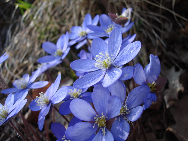 blommor.jpg