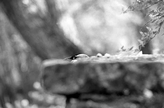 060517_film2_trix_19.jpg