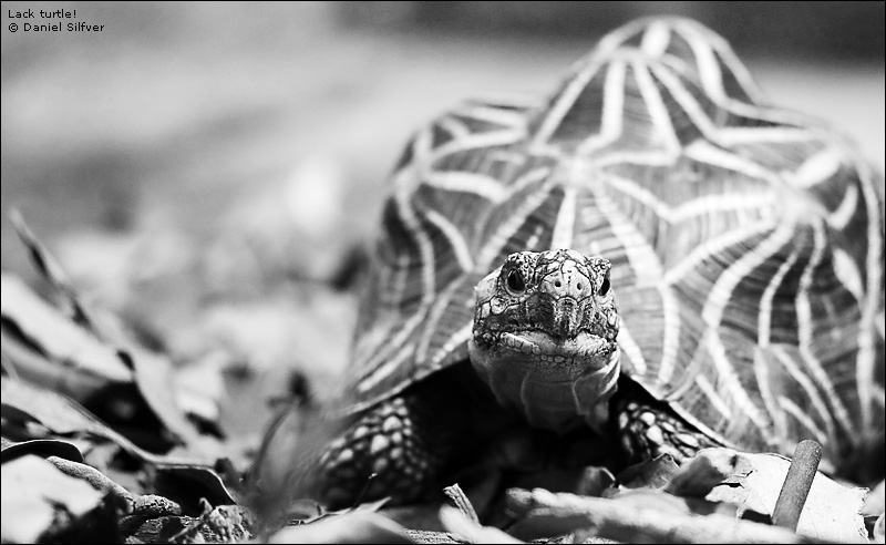 060408_argturtle.jpg