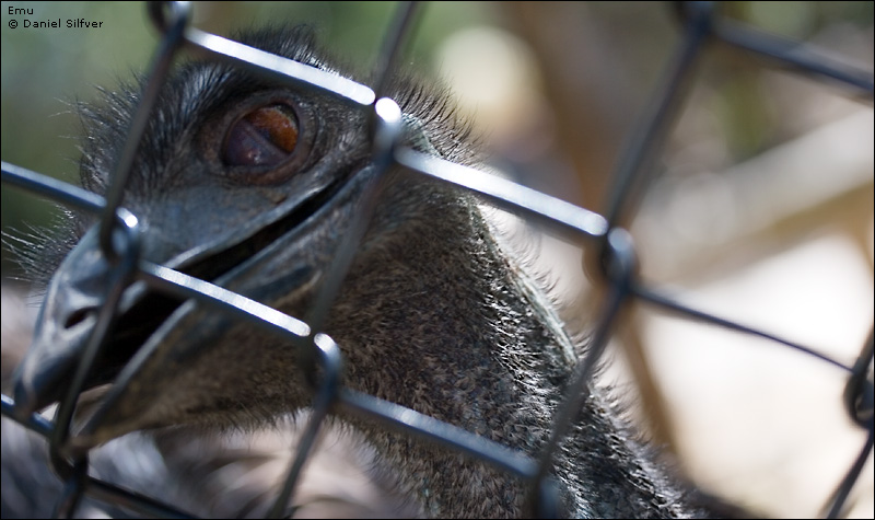060408_emu.jpg