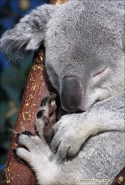 Skansen - Akvariet, koala i drömmarnas värld.jpg
