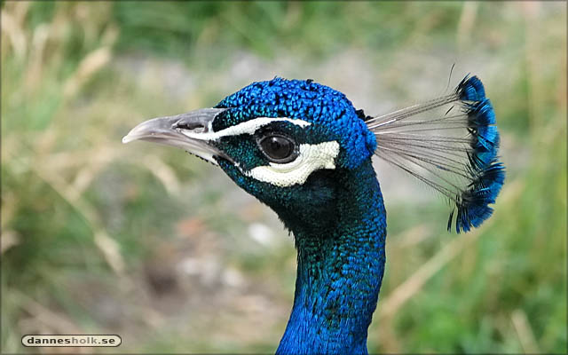 Skansen - Påfågelhuvud.jpg