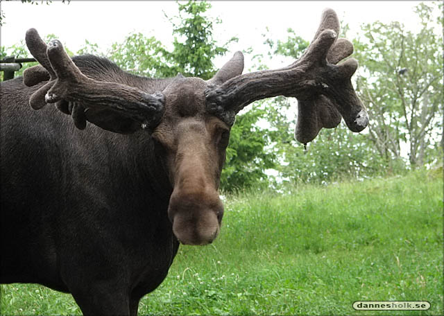 Skansen - Älg.jpg