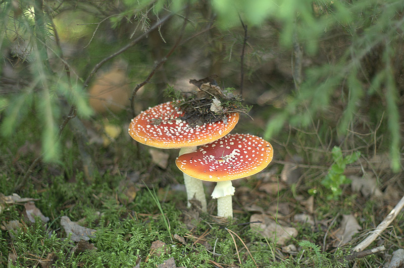 der-schwamp-2.jpg