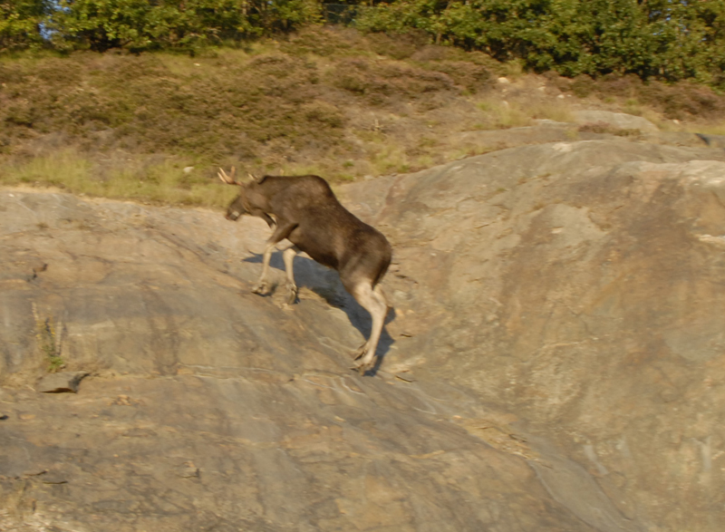 älg_klättra_2.jpg