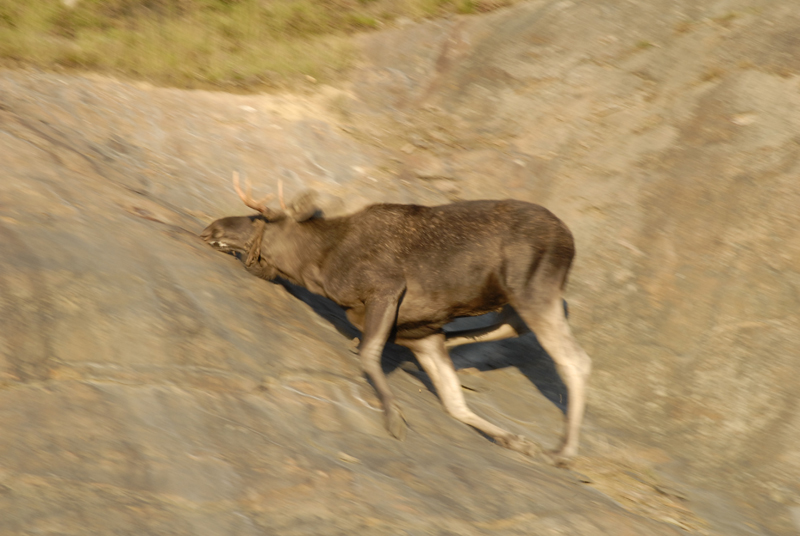 älg_klättra_3.jpg