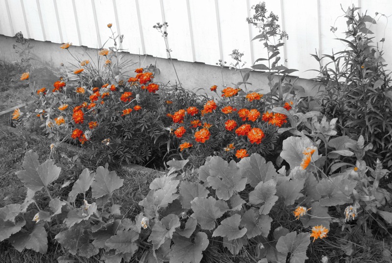 Tagetes.JPG