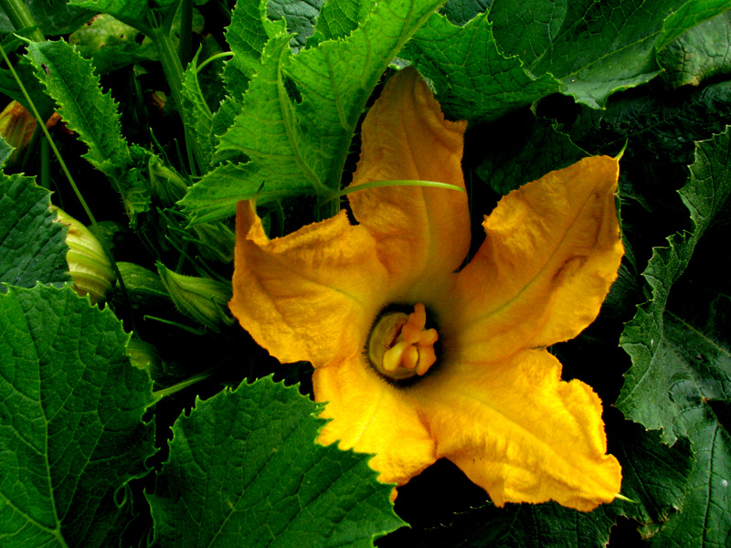 gulblomma.jpg