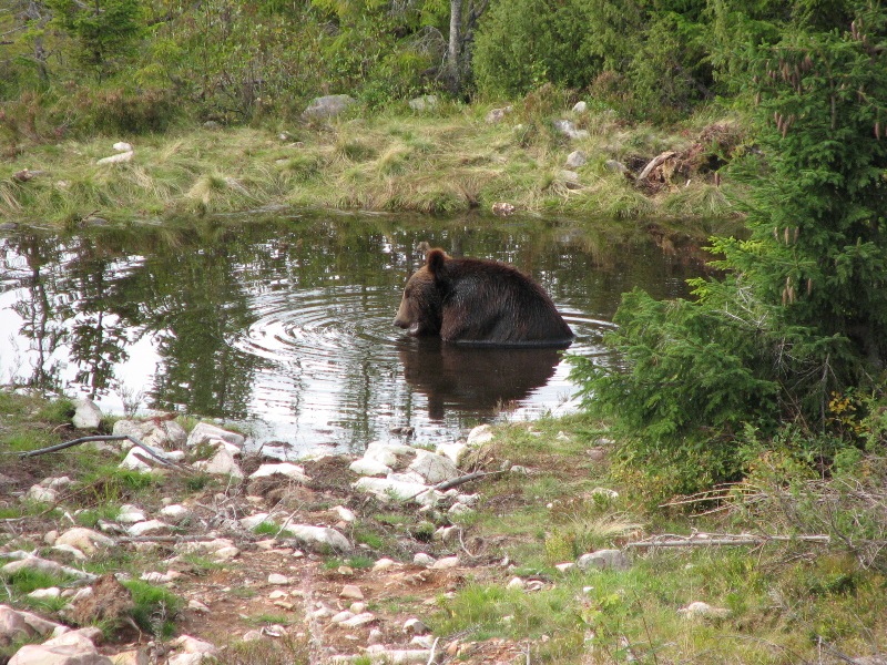Björn.JPG