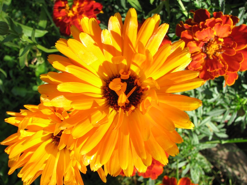 Ringblomma.JPG