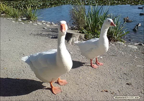 Gås vid Lötsjön 01.jpg