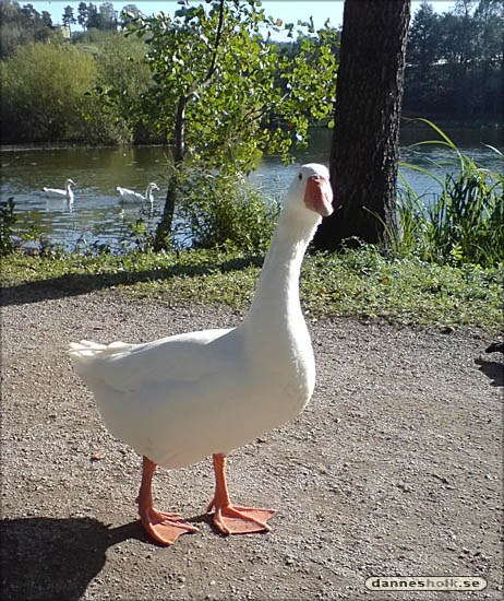 Gås vid Lötsjön 02.jpg