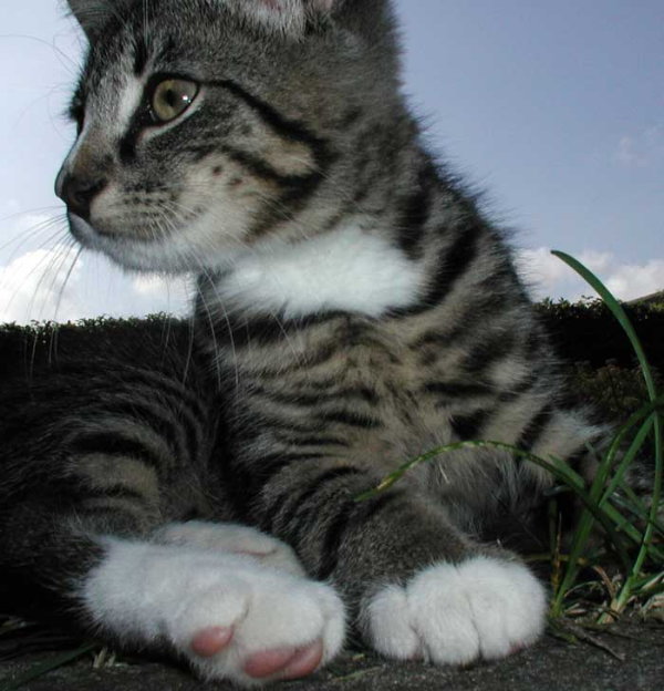 katt1a.jpg