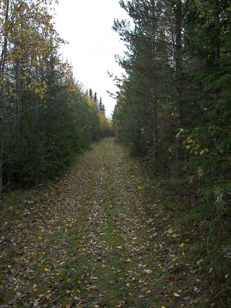 skogsbilväg.jpg