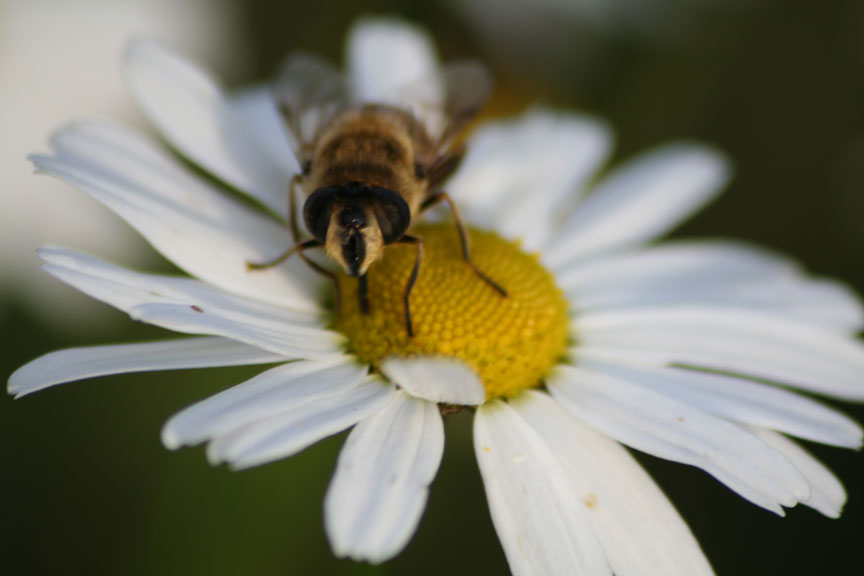blomma.jpg