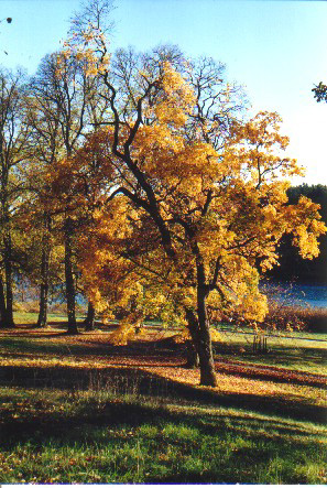 Host05.jpg