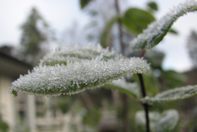 Frost.jpg