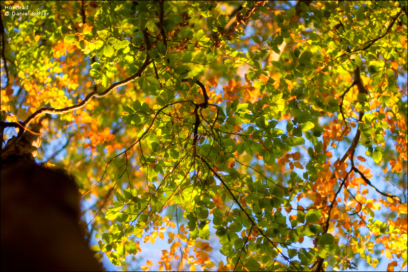 061029_bokskog-2.jpg
