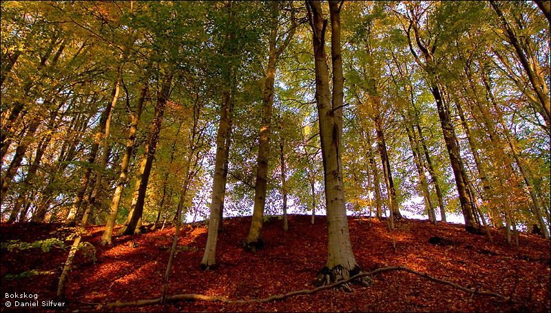 061029_bokskog.jpg