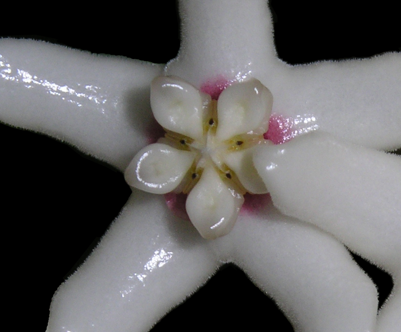 porslinsblomma.jpg