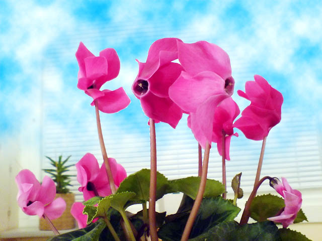 blommod.jpg