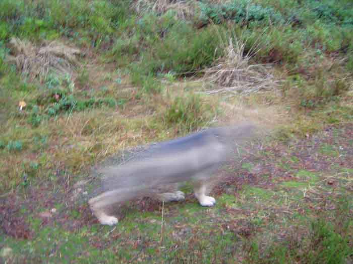 gråblixt.jpg