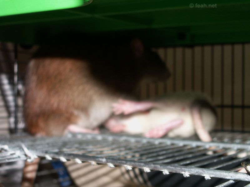 rattbrak.jpg