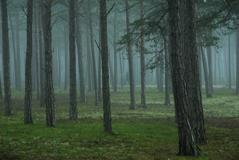 skog.jpg