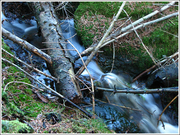 IMG_0603.jpg
