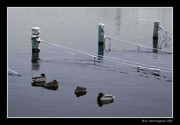 ducks2.jpg