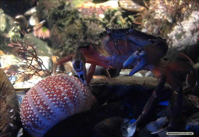 Göteborg Jan 07 - Universeum - Krabba, liten.jpg