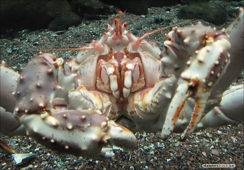 Göteborg Jan 07 - Universeum - Krabba, stor 01.jpg
