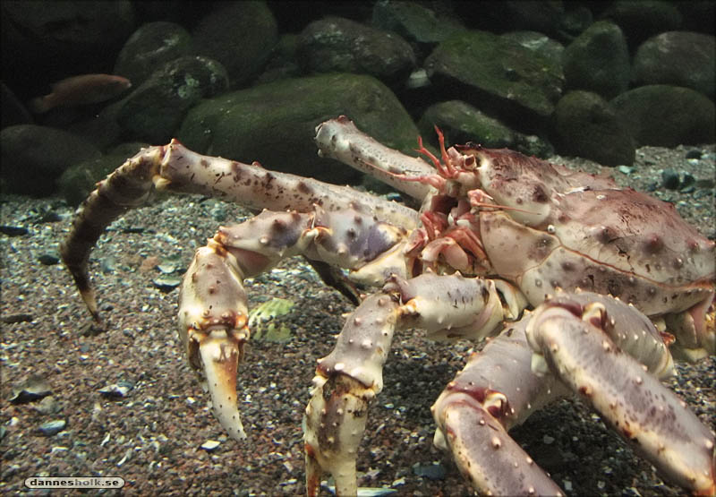 Göteborg Jan 07 - Universeum - Krabba, stor 02.jpg