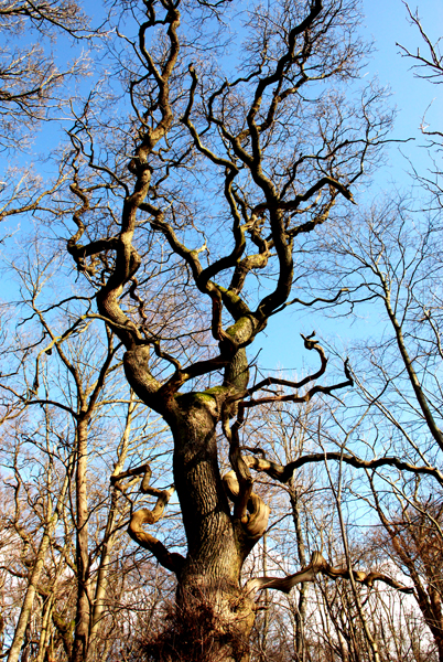 DSC_0431.jpg