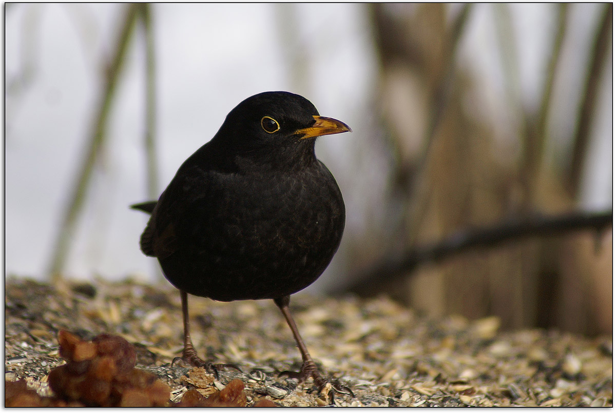 birdie-copy.jpg