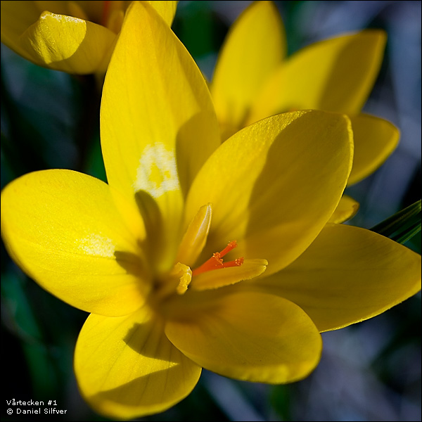 070312_vartecken1.jpg