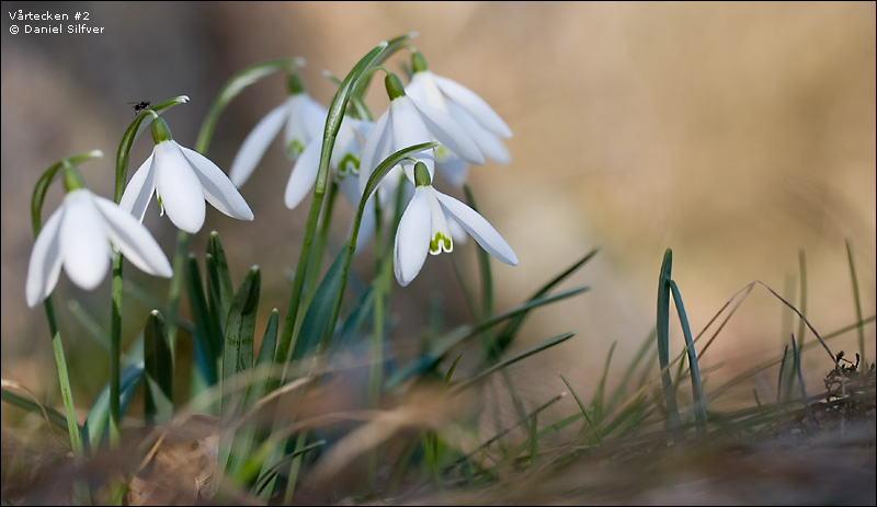 070312_vartecken2.jpg