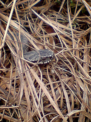DSC00045.jpg