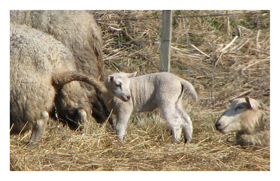 lamm.jpg