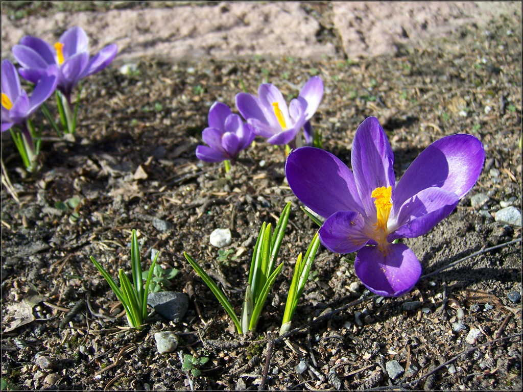 krokus.jpg