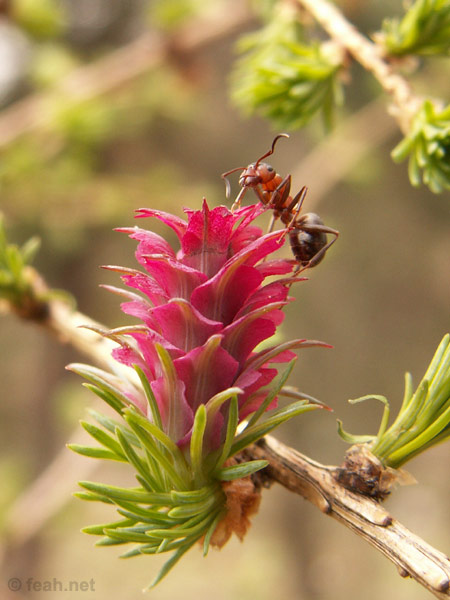 wf_myrblomma.jpg