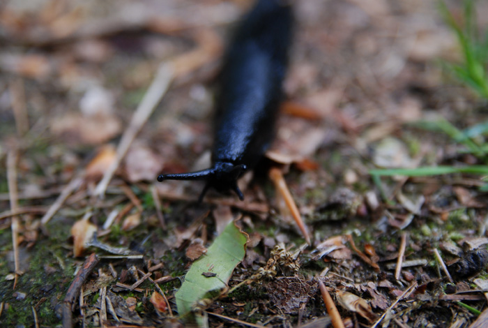 snigel.jpg