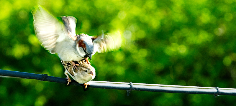 birdynamnam.jpg